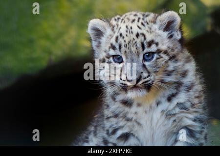 Léopard des neiges (Panthera uncia) âgé de trois mois, captif. Banque D'Images