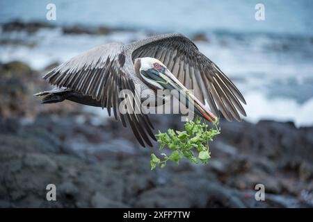 Pélican brun (Pelecanus occidentalis) en vol avec matériel de nidification, baie Urvina, île Isabela, Galapagos Banque D'Images