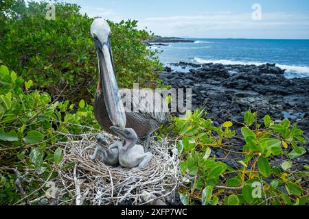 Pélican brun (Pelecanus occidentalis) nourrir les oisillons au nid, Puerto Ayora / Academy Bay, île de Santa Cruz, Galapagos Banque D'Images