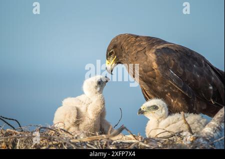 Faucon des Galapagos (Buteo galapagoensis) nourrissant les poussins au nid, baie de Sullivan, île de Santiago, Galapagos Banque D'Images