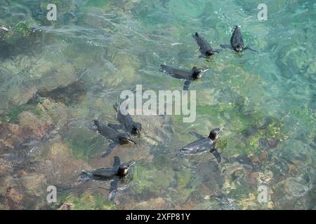 Pingouin des Galapagos (Spheniscus mendiculus) groupe nageant dans la mer, plage Noire, île Floreana, Galapagos Banque D'Images