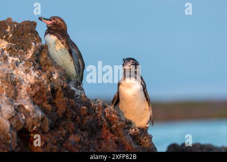 Manchot des Galapagos (Spheniscus mendiculus) Elizabeth Bay, Isabela Island, Galapagos Banque D'Images