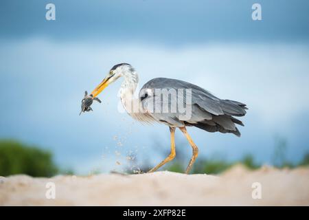 Grand héron bleu (Ardea herodias) avec tortue verte (Chelonia mydas) proie sur la plage, Las Bachas, île de Santa Cruz, Galapagos Banque D'Images