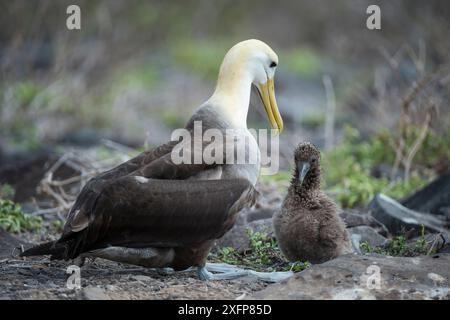 Albatros ondulés (Phoebastria irrorata) adulte avec poussin, Punta Suarez, Île d'Espanola, Galapagos Banque D'Images