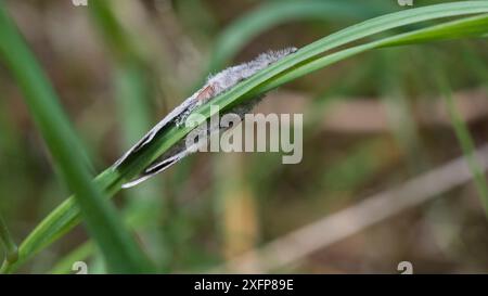 Teigne du tussock pâle (Calliteara pudibunda), mâle reposant sur l'herbe, Finlande, juin. Banque D'Images