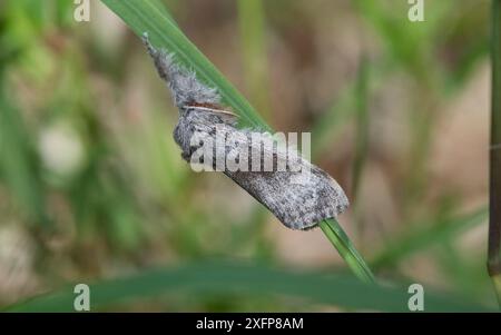 Teigne du tussock pâle (Calliteara pudibunda), mâle reposant sur l'herbe, Finlande, juin. Banque D'Images