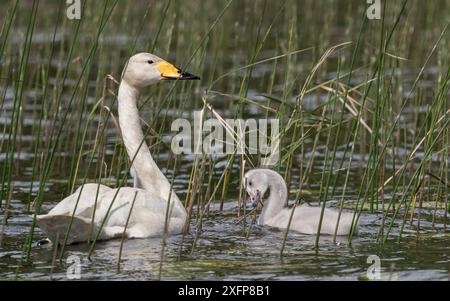 Cygne (Cygnus cygnus), adulte et cygnet parmi les roseaux, Finlande, juin. Banque D'Images