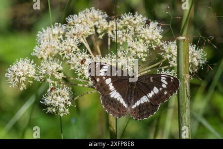 Amiral blanc (Limenitis camilla), femme, Finlande, août. Banque D'Images