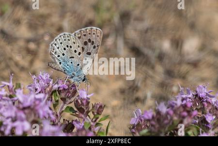 Grand papillon bleu (Maculinea arion), se nourrissant de thym rampant (Thymus serpyllum), Finlande, juillet. Banque D'Images