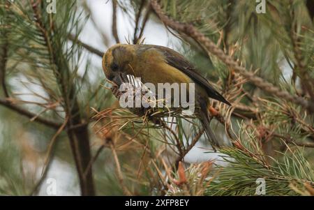 Bec croisé de perroquet (Loxia pytyopsittacus), femelle avec pomme de pin, Finlande, mai. Banque D'Images