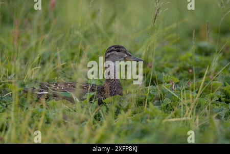 Sarcelle commune (Anas crecca), femelle adulte dans l'herbe, Finlande, juillet. Banque D'Images