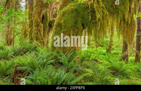 Western sword fern (Polystichum munitum) et l'érable grandifolié érable (Acer macrophyllum) des arbres qui sont couverts de mousse, des forêts pluviales tempérées Hoh, Olympic National Park, Washington, USA. Juin 2017. Banque D'Images