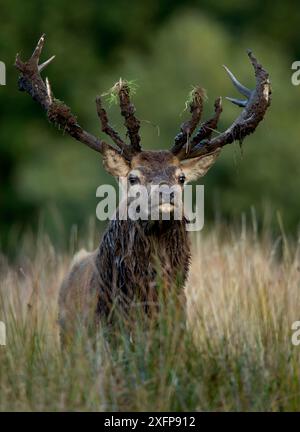 Cerf rouge (Cervus elaphus) après un bain de boue, Bradgate Park, Leicestershire, Royaume-Uni, octobre. Banque D'Images