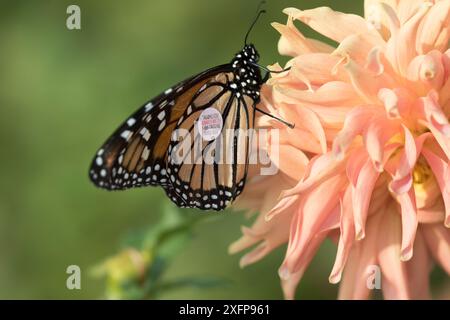 Papillon monarque marqué (Danaus plexippus) sur la fleur de Dahlia, octobre. Waterford, Connecticut, États-Unis (hors ex) Banque D'Images