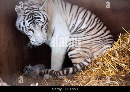 Femelle tigre blanc ou blanchi avec son ourson (Panthera tigris), âgé de 10 jours. Ce tigre est un hybride croisé entre un tigre de Sibérie et un tigre du Bengale, captif, France. Banque D'Images