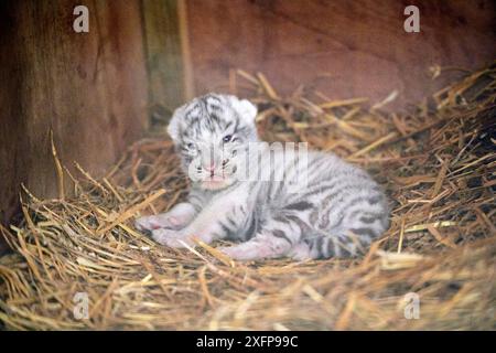 Nouveau-né femelle tigre blanc ou blanchi (Panthera tigris), âgé de 10 jours. Ses parents sont des hybrides croisés d'un tigre de Sibérie et d'un tigre du Bengale, captif, France. Banque D'Images