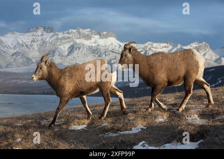 Deux jeunes moutons de la montagne rocheuse (Ovis canadensis) marchant le long d'une colline au bord d'un lac dans le parc national Jasper, Alberta, Canada. Décembre. Banque D'Images