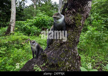 Singes sykes de Zanzibar (Cercopithecus mitis albogularis) sur un palmier. Parc national de Jozani-Chwaka Bay, Zanzibar, Tanzanie. Mai. Banque D'Images