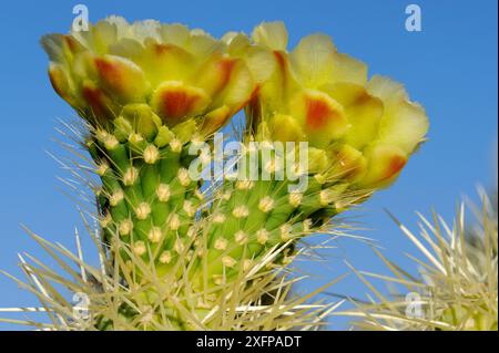 Ours en peluche cholla cactus (Opuntia bigelovii) fleurs, Lost Dutchman State Park, Arizona, États-Unis. Avril. Banque D'Images