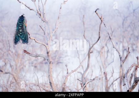 Peacock / mâle perche bleue (Pavo cristatus) perché dans un arbre, Parc national de Yala, Province du Sud, Sri Lanka. Banque D'Images