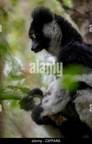 Indri (indri indri) Parc national Andasibe-Mantadia, Moramanga, Madagascar . Banque D'Images