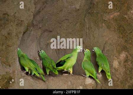 Un troupeau de Mealy Amazonie Parrot (Amazona farinosa) mangeant de l'argile. Parc national de Yasuni, Orellana, Équateur. Banque D'Images