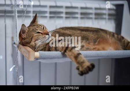 Image d'un chat Bengale de race pure couché sur un hamac attaché à un appareil de chauffage. Concept de soins pour animaux de compagnie. Milieux mixtes Banque D'Images