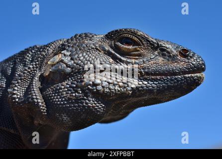 Chuckwalla (Sauromalus ater) mâle, Vallée de la mort, Californie, États-Unis. Banque D'Images