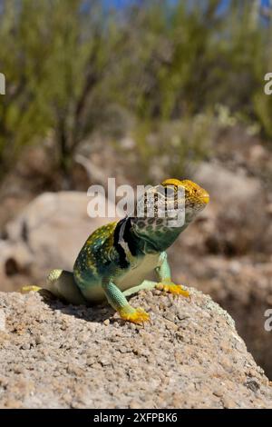 Lézard à collier (Crotaphytus collaris) mâle, Arizona, États-Unis. Juin. Banque D'Images