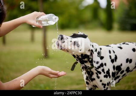 Le chien boit de l'eau dans une bouteille en plastique. Propriétaire d'animal de compagnie prenant soin de son dalmatien par une chaude journée ensoleillée, concept de soin des animaux Banque D'Images