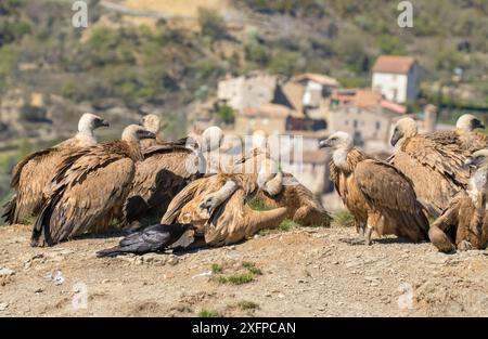 Griffon vautour (Gyps fulvus) troupeau sur la colline avec une interaction avec Raven (Corvus corax) Pyrénées, Espagne, avril. Banque D'Images