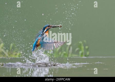 Kingfisher (Alcedo atthis) mâle décollant de l'eau après avoir plongé pour le poisson, Worcestershire, Angleterre, Royaume-Uni, juillet. Banque D'Images