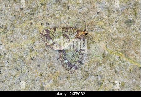 Juillet highflyer Moth (Hydriomena furcata) Wiltshire, Angleterre, Royaume-Uni, juin. Banque D'Images