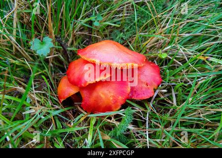 Cime écarlate (Hygrocybe coccinea) Wiltshire, Angleterre, Royaume-Uni, novembre. Banque D'Images