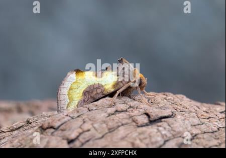 Teigne en laiton bruni (Diachrysia chrysitis) Wiltshire, Angleterre, Royaume-Uni, août. Banque D'Images