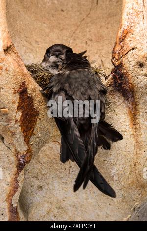 Poussins à nid moussue (Aerodramus salangana natunae) au nid, grotte des cerfs, parc national de Gunung Mulu, Bornéo, Sarawak, Malaisie. Banque D'Images