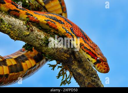 Serpent de maïs (Pantherophis guttatus) Okeetee race, sur branche d'arbre, captive, se trouve aux États-Unis. Banque D'Images