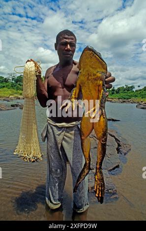 Homme tenant une grenouille Goliath (Conraua goliath) et un filet, Sanaga, Cameroun. Chassé pour la viande de brousse / nourriture Banque D'Images