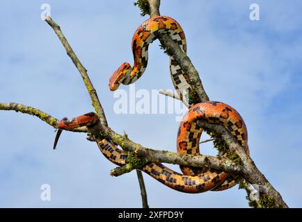 Serpent de maïs (Pantherophis guttatus) Okeetee race, sur branche d'arbre, captive, se trouve aux États-Unis. Banque D'Images