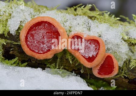 Champignons écarlate de la coupe d'elfe (Sarcoscypha coccinea) groupe de trois avec neige, Bedfordshire, Angleterre, Royaume-Uni, janvier. Image empilée de mise au point Banque D'Images