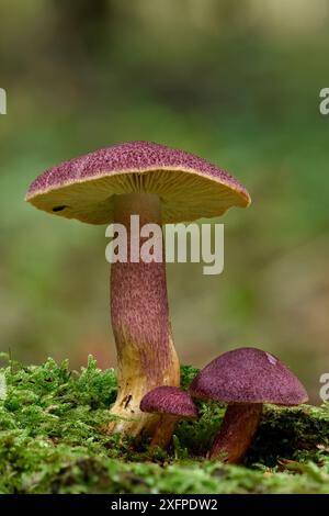 Prunes et champignon de crème anglaise (Tricholomopsis rutilans) groupe de trois champignons fructifiants, Buckinghamshire, Angleterre, Royaume-Uni, octobre - image empilée Banque D'Images