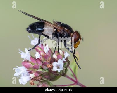 Volucella pellucens (Volucella pellucens) une grande espèce distinctive de manèges et clairières boisés, Hertfordshire, Angleterre, Royaume-Uni, août Banque D'Images