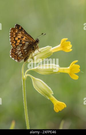 Duc de Bourgogne papillon (Hamearis lucina) reposant sur la plante alimentaire Cowslip (Primula veris), Bedfordshire, Angleterre, Royaume-Uni, mai Banque D'Images