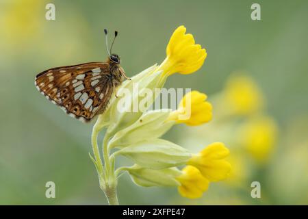 Duc de Bourgogne papillon (Hamearis lucina) reposant sur la plante alimentaire Cowslip (Primula veris), Bedfordshire, Angleterre, Royaume-Uni, mai Banque D'Images