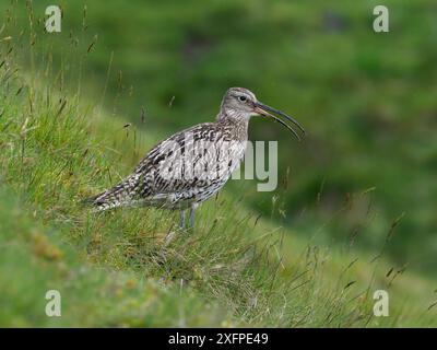 Curlew (Numenius arquata) appelant de colline sous la pluie, Upper Teesdale, comté de Durham, Angleterre. Royaume-Uni, juin Banque D'Images