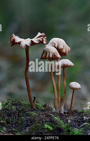 Groupe de toadstools du trompeur commun (Laccaria laccata) à divers stades de développement, Bedfordshire, Angleterre, Royaume-Uni, octobre Banque D'Images