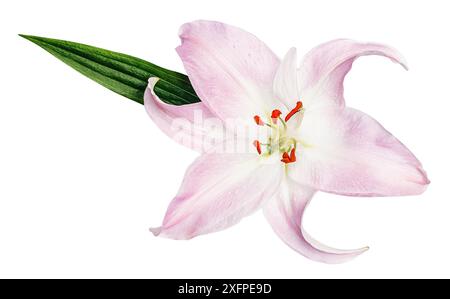 Fleur de nénuphars rose avec feuille verte isolée sur fond blanc Banque D'Images