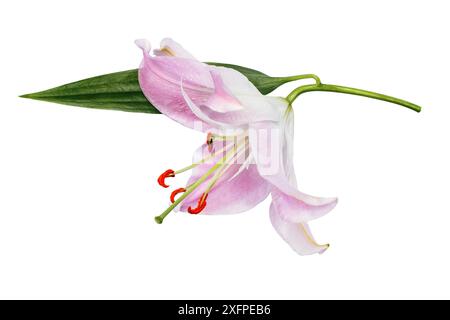 Fleur de nénuphars rose avec feuille verte isolée sur fond blanc Banque D'Images