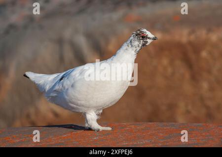 Roche Ptarmigan (Lagopus muta) mâle adulte en plumage hivernal, début de mue estivale, debout sur des roches recouvertes de lichen orange, Churchill, Manitoba, Canada. Juin. Banque D'Images