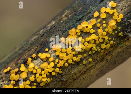 Lemon disco Fungus (Bisporella citrina) Peatlands Park, County Armagh, Irlande du Nord. Octobre. Banque D'Images